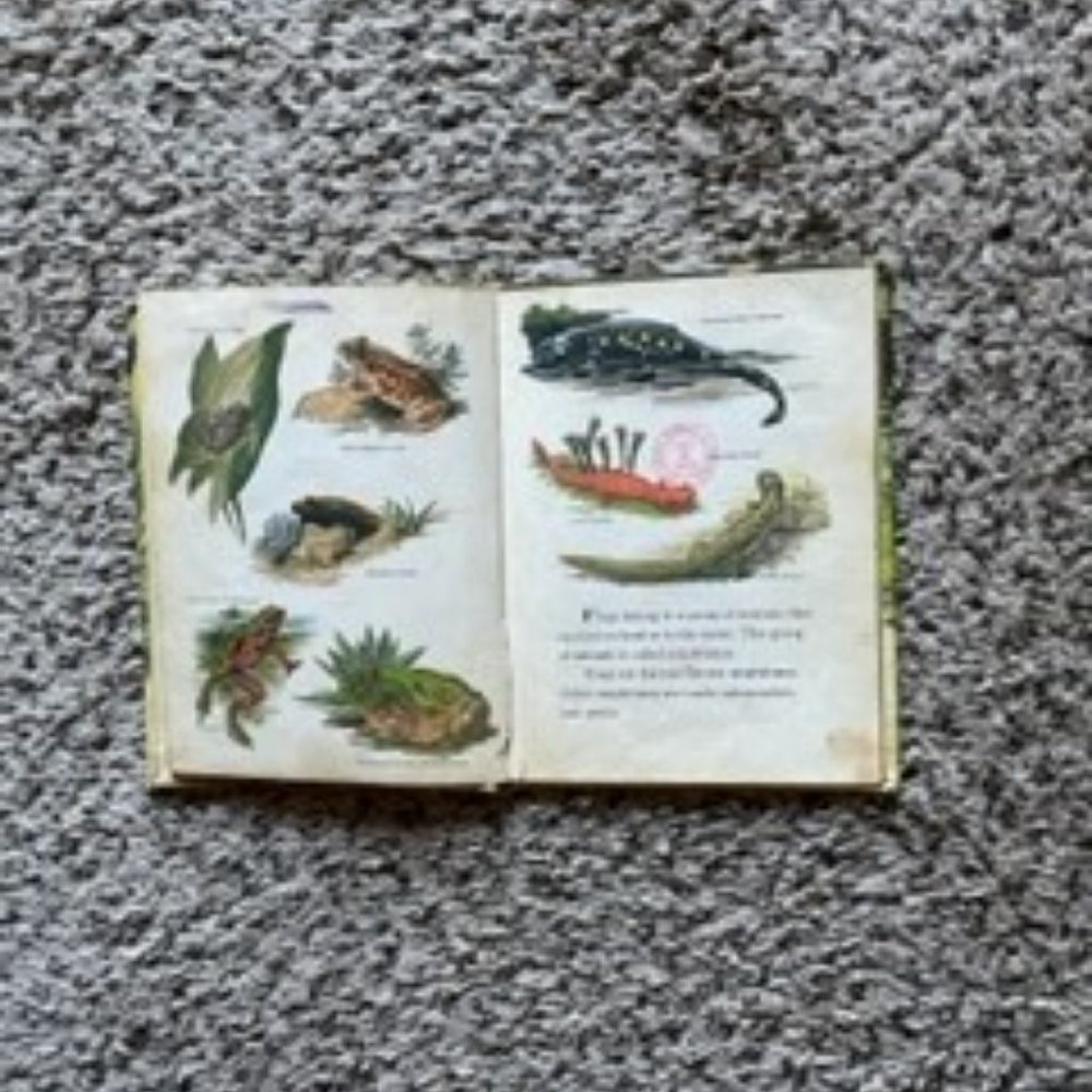 Frogs and Toads - Picture 3 of 7